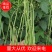 《推荐》云南建水长豆角，全国直发，青条豆角，诚信经营