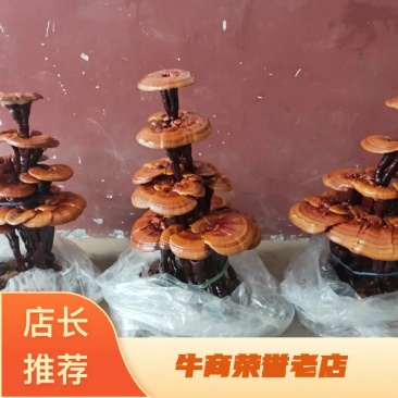 高端工艺品摆件(灵芝盆景)爆款活体灵芝盆景灵芝花生长快
