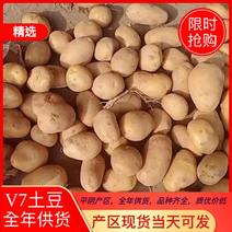 山东库存内蒙(榆林)V7，希森6，荷兰十五土豆大量供应…
