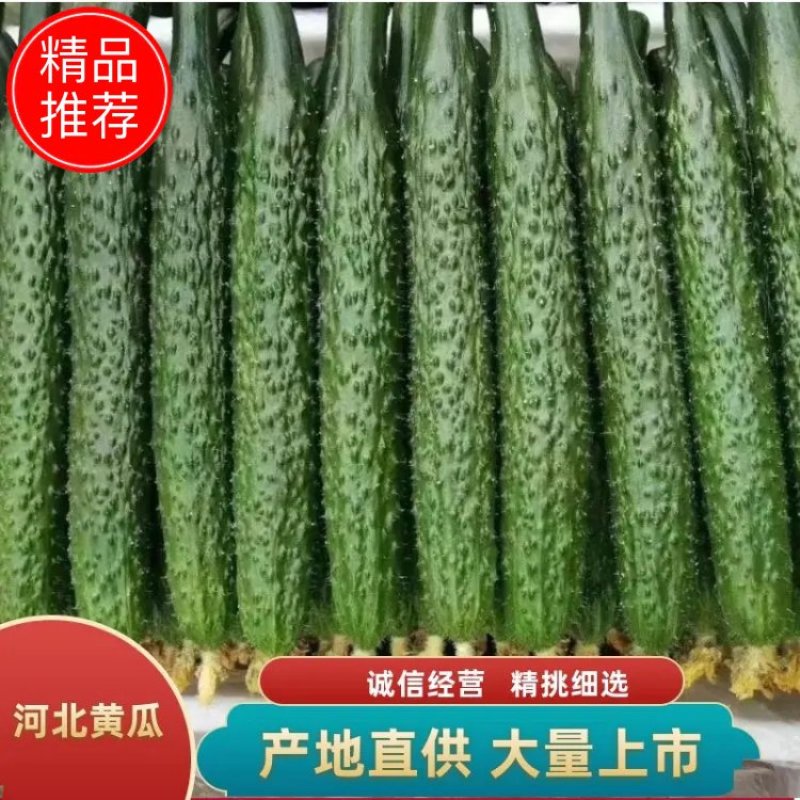 河北黄瓜大量供应，新鲜上市，全国供货，欢迎合作！