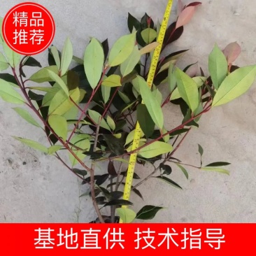 红叶石楠苗，红叶石楠16杯，成都红叶石楠，