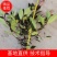 红叶石楠苗，红叶石楠16杯，成都红叶石楠，
