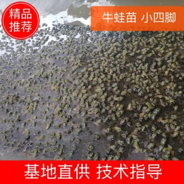 牛蛙苗小四脚牛蛙四脚苗牛蛙蛙苗技术指导货源充足