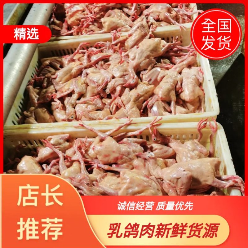 精品白条乳鸽，冻鸽肉乳鸽肉品质保证诚信经营