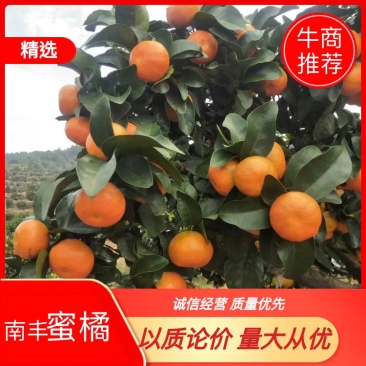 江西南丰密桔，密广，金秋砂糖，专业诚信代办