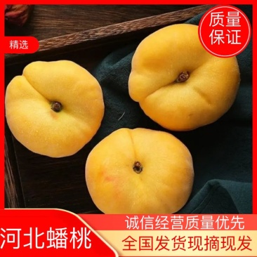 《推荐》油蟠7，油蟠桃蟠5蟠7蟠9量大优惠，欢迎咨询