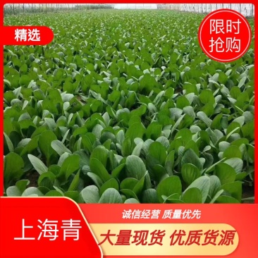 长期供应曹县精品油菜、快菜、上海青，芹菜、货量充足