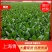 长期供应曹县精品油菜、快菜、上海青，芹菜、货量充足