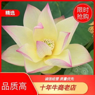 水生睡莲观赏睡莲基地直供一手货源