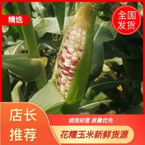 玉米，湖北荆州玉米上市了花糯玉米产地直发新鲜货源