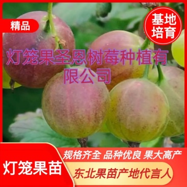 【基地直发】精品加拿大1号灯笼果苗常年批发高产特大果实价低