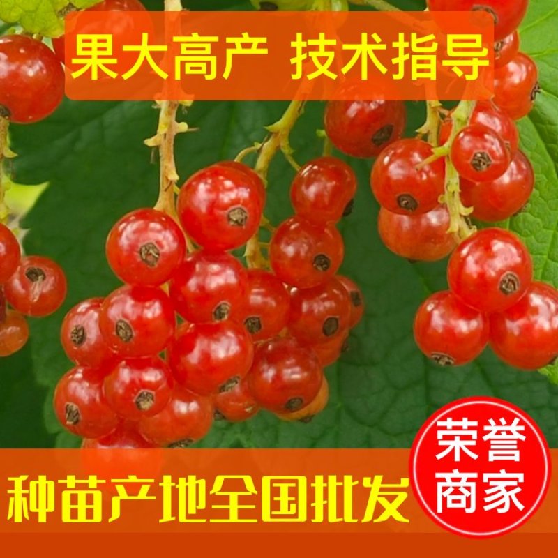 【基地精品】优质红加仑苗当年栽苗当年挂果产量高口味好批发