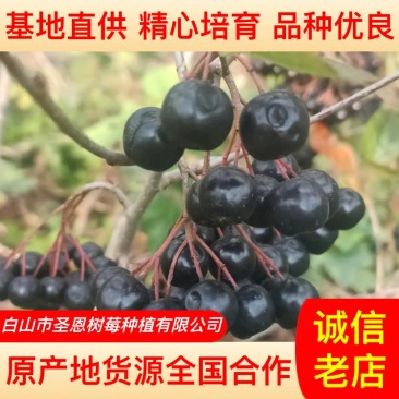 【苗场直发】精品不老莓苗全国批发五年生大苗当年栽苗当年挂果