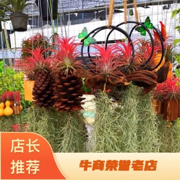 空气凤梨无土植物懒人植物室内净化空气吸甲醛桌面摆件盆景易