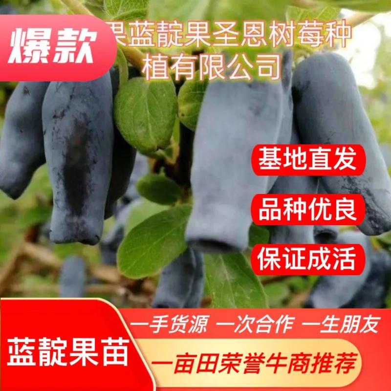 【荣誉推荐】蓝靛果苗基地直发量大价低品种纯正包活包售后