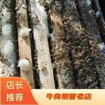 中蜂蜂群，讧西本地蜂种，适应性强，2牌蜂也能顺利过冬。