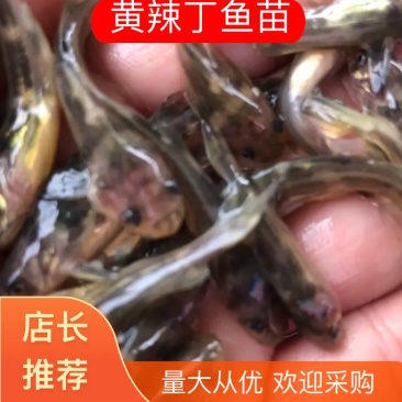 黄骨鱼黄辣丁鱼苗,快大抗病毒,已杀菌,消毒,大量有货