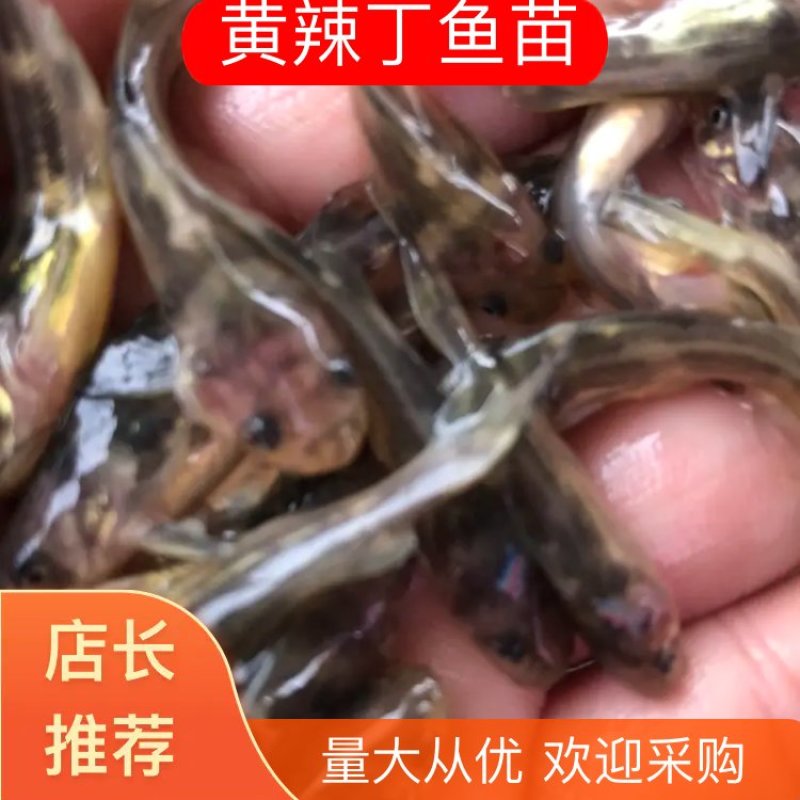 黄骨鱼黄辣丁鱼苗，快大抗病毒，已杀菌，消毒，大量有货