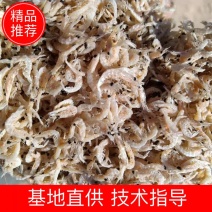 引子虾，可做调料，饵料，虾粉，饲料用原料可定制，欢迎大家