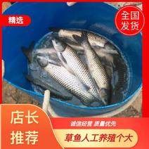 金草鱼1~2.5公斤人工养殖食用活鱼