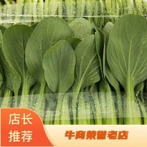 【精品】上海青，小油菜大量上市，产地直发质量量大从优