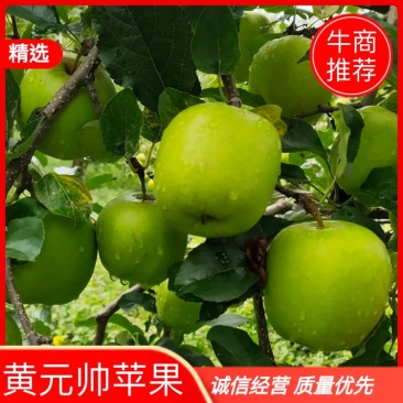 【基地直发】四川大凉山盐源青苹果货源充足无中间商价格可谈