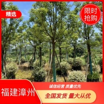 香樟，大量供应，基地直发，保证质量，全国发货