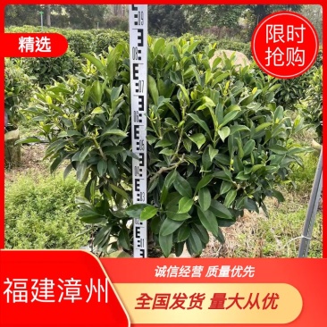 非洲茉莉球，产地直发，诚信经营，质量保证