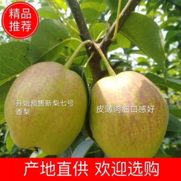 新梨七号河北赵县梨沙土地种植皮薄肉细，7月1号自然成熟