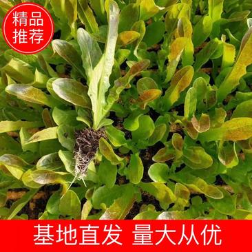 【推荐】莴笋苗通海县基地直发量大从优存活率保障！