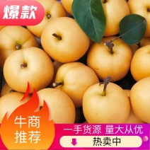 梨秋月梨口感酥脆甜质量可靠欢迎各位老板前来洽谈合作