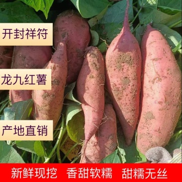 （软糯香甜）精品龙九，电商市场，超市，万亩基地大量供应