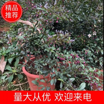 澳洲血檬苗盆栽带杯发货四季可种量大价优欢迎咨询