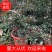 澳洲血檬苗盆栽带杯发货四季可种量大价优欢迎咨询