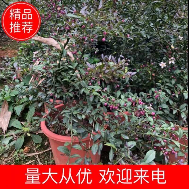 澳洲血檬苗盆栽带杯发货四季可种量大价优欢迎咨询