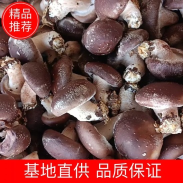 电商大集超市促销引流香菇4公分以上包度特别好