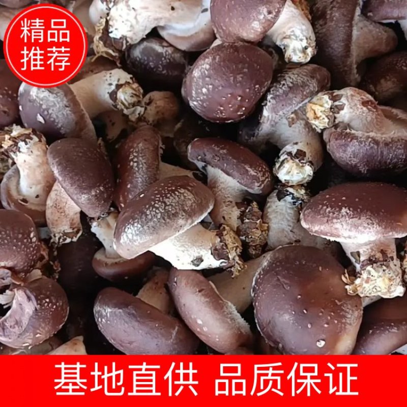 电商大集超市促销引流香菇4公分以上包度特别好