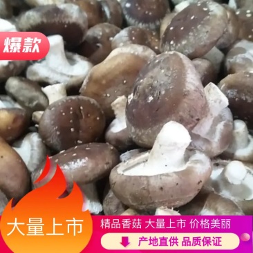 河北香菇工厂货果蔬脆原料2.5-6公分，根据要求规格做