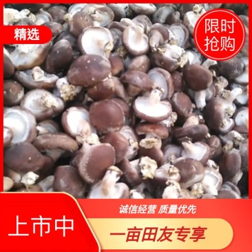 遵化鲜香菇，大集专用电商平台专用，超市引流专用