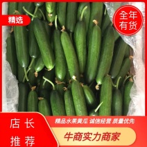 精品水果黄瓜现摘现发一件常年供应量大从优