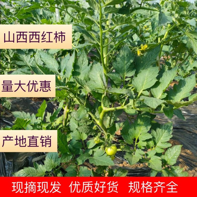 西红柿山西左权硬粉西红柿已上市，需要的老板电联洽谈