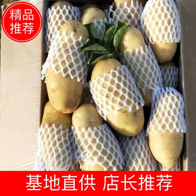 颜色亮薯型好，山东平阴土豆面向全国一级批发市场