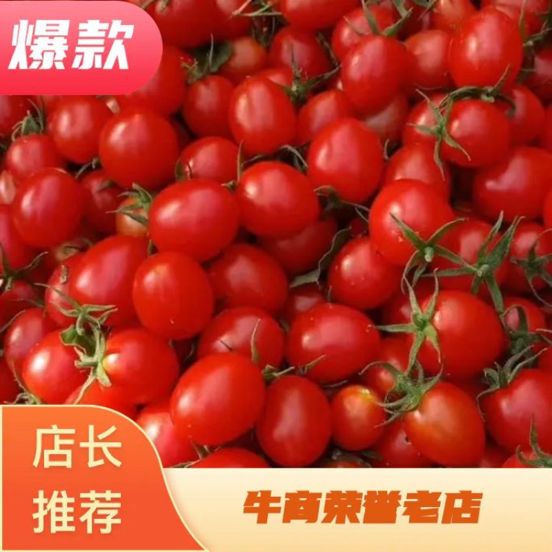 衡水市阜城县圣女果既将大量上市！大棚种植质量好！口感好！