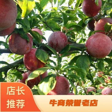 【热卖】陕西省大荔安格诺李子，产地直发，质量保证