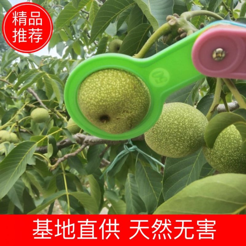 核桃，主营青皮，薄皮核桃，货源充足，欢迎新老客户