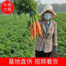 安徽农家种植胡萝卜品质保证现挖现发保证新鲜欢迎联系
