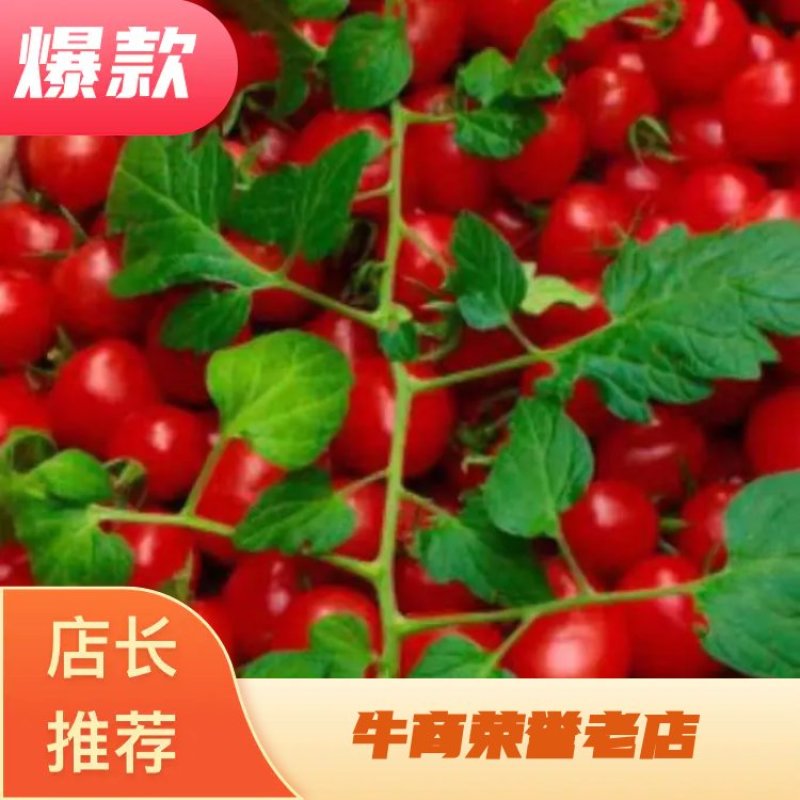 阜城县圣女果大量上市！大棚种植质量好！口感好！