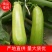 西葫芦大量上市新鲜量大质优产地直供