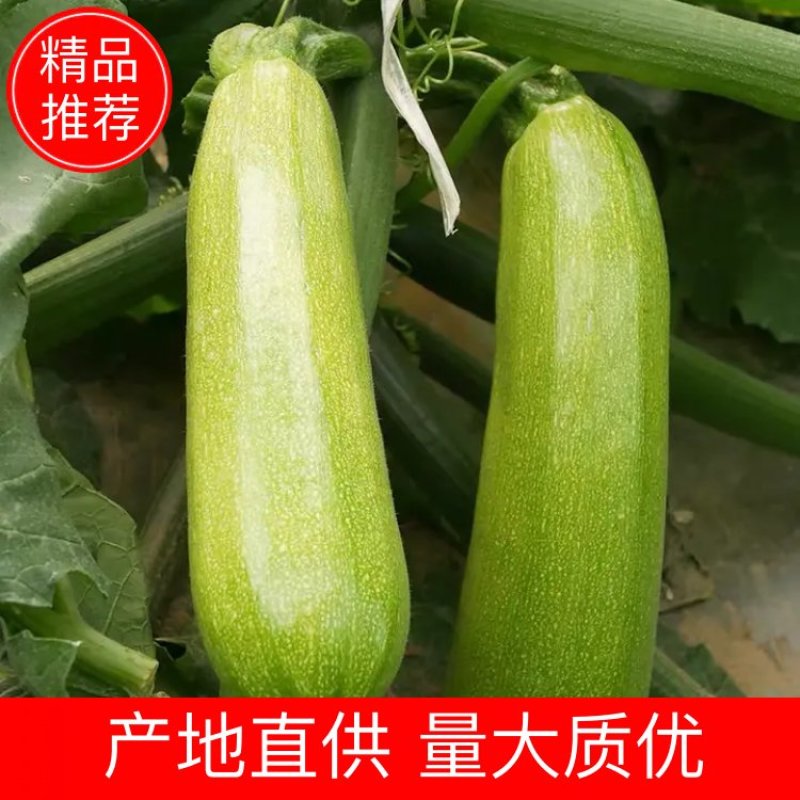 西葫芦大量上市新鲜量大质优产地直供