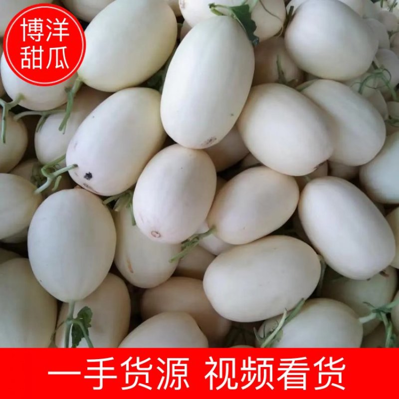 甜瓜品种齐全产地直发欢迎各位老板选购货源充足